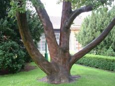 Arbre en peau (Château de Prague)